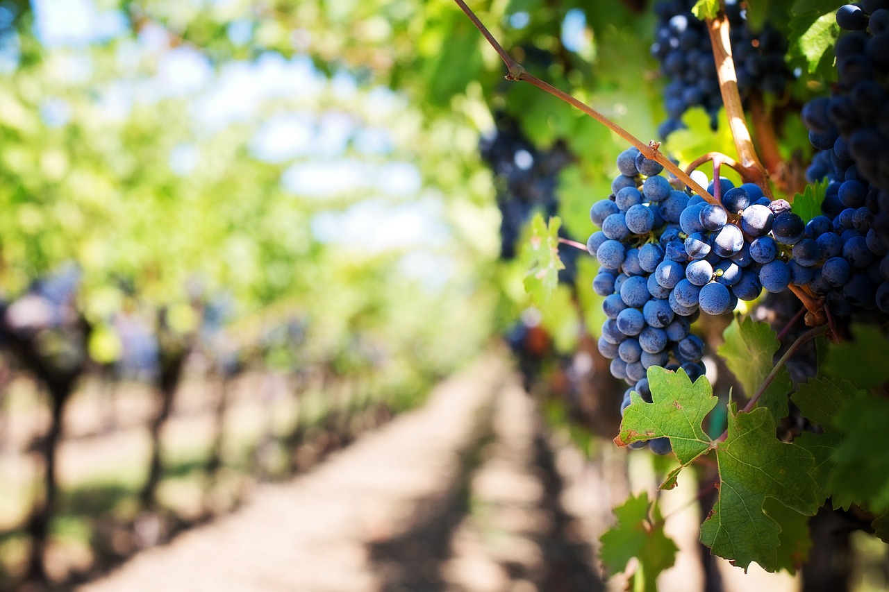 Wine & Dine Zanai am 31. Mai 2025